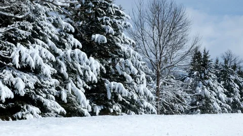 Beautiful evergreen pine trees in forest after a snowfall with sun shining. Stock Footage 104443760