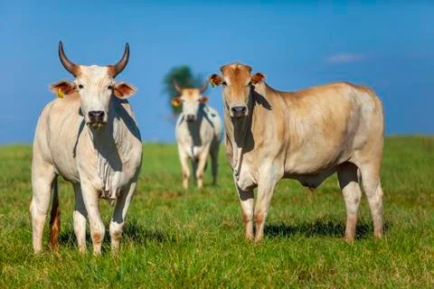 Beautiful examples of Nellore cattle in the pasture Stock Photos