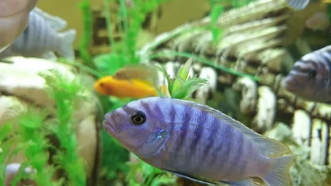 Exotic best sale aquarium pets