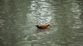 Beautiful Exotic Duck Swimming in a Park Lake, Small Pond HD Footage