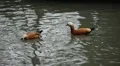 Beautiful Exotic Duck Swimming in a Park Lake, Small Pond HD Footage