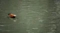 Beautiful Exotic Duck Swimming in a Park Lake, Small Pond HD Footage