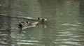 Beautiful Exotic Duck Swimming in a Park Lake, Small Pond HD Footage