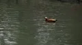 Beautiful Exotic Duck Swimming in a Park Lake, Small Pond HD Footage