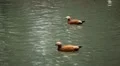 Beautiful Exotic Duck Swimming in a Park Lake, Small Pond HD Footage