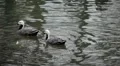 Beautiful Exotic Duck Swimming in a Park Lake, Small Pond HD Footage