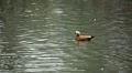 Beautiful Exotic Duck Swimming in a Park Lake, Small Pond HD Footage