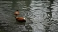Beautiful Exotic Duck Swimming in a Park Lake, Small Pond HD Footage