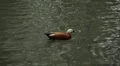 Beautiful Exotic Duck Swimming in a Park Lake, Small Pond HD Footage