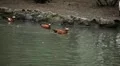 Beautiful Exotic Duck Swimming in a Park Lake, Small Pond HD Footage