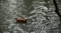 Beautiful Exotic Duck Swimming in a Park Lake, Small Pond HD Footage