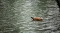 Beautiful Exotic Duck Swimming in a Park Lake, Small Pond HD Footage