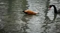 Beautiful Exotic Duck Swimming in a Park Lake, Small Pond HD Footage