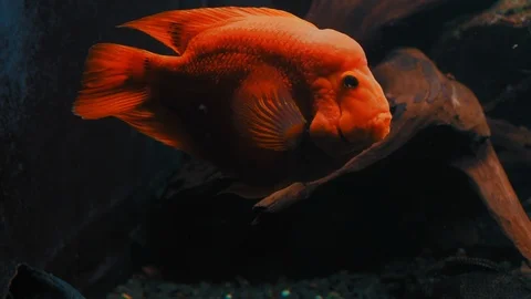 Beautiful Exotic Fish Cichlasoma Meeki Swims in Aquarium Stock Footage