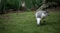 Beautiful Exotic Goose, Duck in a Park Lake, Small Pond, Birds HD Footage