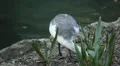 Beautiful Exotic Goose, Duck in a Park Lake, Small Pond, Birds HD Footage