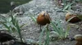 Beautiful Exotic Goose, Duck in a Park Lake, Small Pond, Birds HD Footage