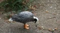 Beautiful Exotic Goose, Duck in a Park Lake, Small Pond, Birds HD Footage