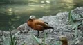 Beautiful Exotic Goose, Duck in a Park Lake, Small Pond, Birds HD Footage