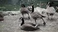 Beautiful Exotic Goose, Duck in a Park Lake, Small Pond, Birds HD Footage