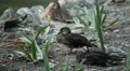 Beautiful Exotic Goose, Duck in a Park Lake, Small Pond, Birds HD Footage