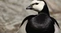 Beautiful Exotic Goose, Duck in a Park Lake, Small Pond, Birds HD Footage