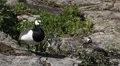 Beautiful Exotic Goose, Duck in a Park Lake, Small Pond, Birds HD Footage
