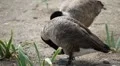 Beautiful Exotic Goose, Duck in a Park Lake, Small Pond, Birds HD Footage