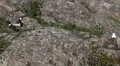 Beautiful Exotic Goose, Duck in a Park Lake, Small Pond, Birds HD Footage
