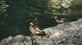 Beautiful Exotic Goose, Duck in a Park Lake, Small Pond, Birds HD Footage