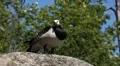 Beautiful Exotic Goose, Duck in a Park Lake, Small Pond, Birds HD Footage