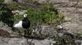 Beautiful Exotic Goose, Duck in a Park Lake, Small Pond, Birds HD Footage