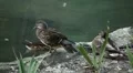 Beautiful Exotic Goose, Duck in a Park Lake, Small Pond, Birds HD Footage