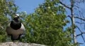 Beautiful Exotic Goose, Duck in a Park Lake, Small Pond, Birds HD Footage