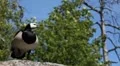 Beautiful Exotic Goose, Duck in a Park Lake, Small Pond, Birds HD Footage