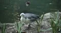 Beautiful Exotic Goose, Duck in a Park Lake, Small Pond, Birds HD Footage