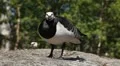 Beautiful Exotic Goose, Duck in a Park Lake, Small Pond, Birds HD Footage