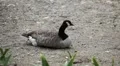 Beautiful Exotic Goose, Duck in a Park Lake, Small Pond, Birds HD Footage