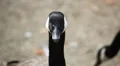 Beautiful Exotic Goose, Duck in a Park Lake, Small Pond, Birds HD Footage
