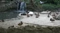 Beautiful Exotic Goose, Duck in a Park Lake, Small Pond, Birds HD Footage