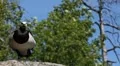 Beautiful Exotic Goose, Duck in a Park Lake, Small Pond, Birds HD Footage
