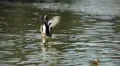 Beautiful Exotic Goose, Duck in a Park Lake, Small Pond, Birds HD Footage