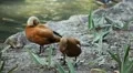 Beautiful Exotic Goose, Duck in a Park Lake, Small Pond, Birds HD Footage