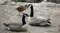 Beautiful Exotic Goose, Duck in a Park Lake, Small Pond, Birds HD Footage