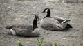 Beautiful Exotic Goose, Duck in a Park Lake, Small Pond, Birds HD Footage