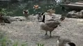 Beautiful Exotic Goose, Duck in a Park Lake, Small Pond, Birds HD Footage