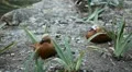 Beautiful Exotic Goose, Duck in a Park Lake, Small Pond, Birds HD Footage