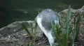 Beautiful Exotic Goose, Duck in a Park Lake, Small Pond, Birds HD Footage
