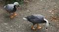 Beautiful Exotic Goose, Duck in a Park Lake, Small Pond, Birds HD Footage