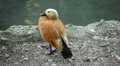 Beautiful Exotic Goose, Duck in a Park Lake, Small Pond, Birds HD Footage